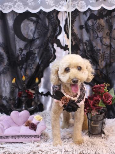 20231025ココアちゃん